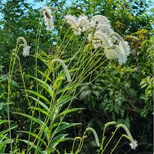 Siauralapė kraujalakė 'Alba' (Sanguisorba tenuifolia)