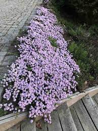 Čiobrelis 'Odoratus' (Thymus longicaulis)