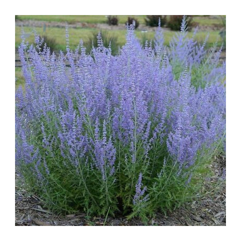 Melėsas 'Blue Spire' (Perovskia atriplicif.)