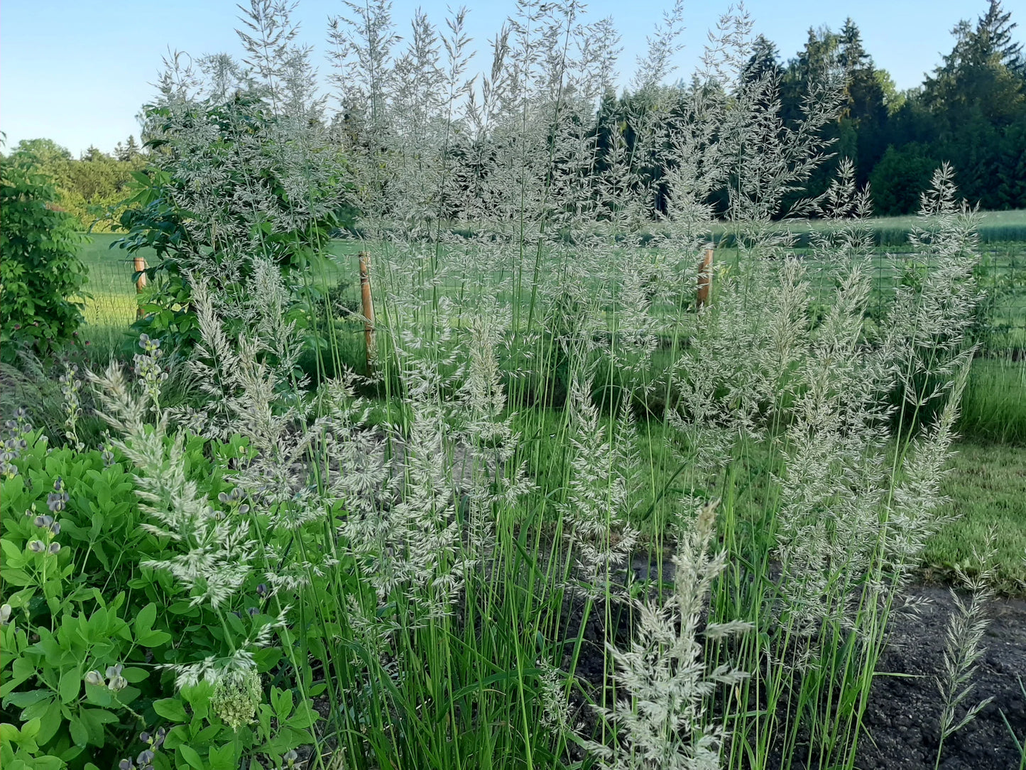 Smailiažiedis lendrūnas 'Waldenbuch' (Calamagrostis x acutiflora)