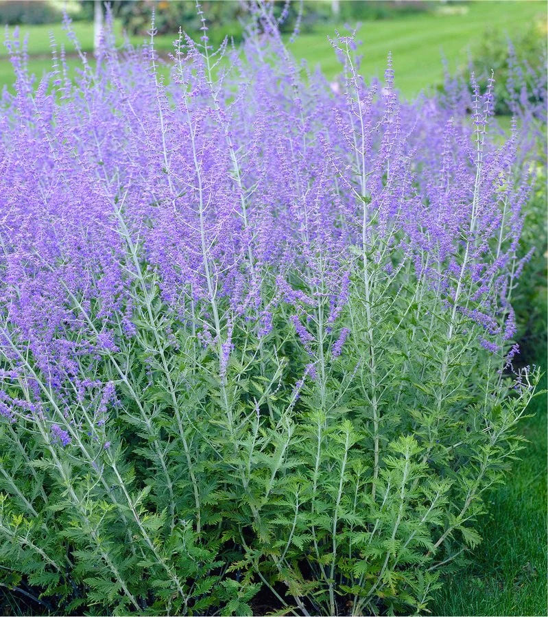 Melėsas 'Blue Spire' (Perovskia atriplicif.)