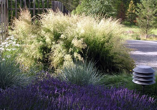 Kupstinė šluotsmilgė 'Bronzeschleier' (Deschampsia cespitosa)