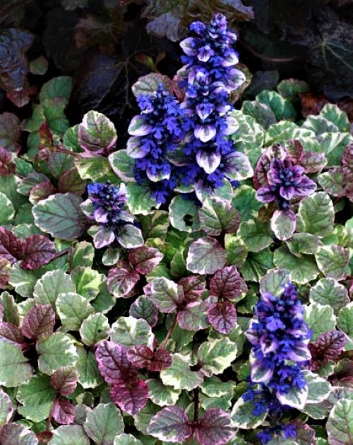 Šliaužiančioji vaisgina 'Burgundy Glow'(Ajuga reptans)