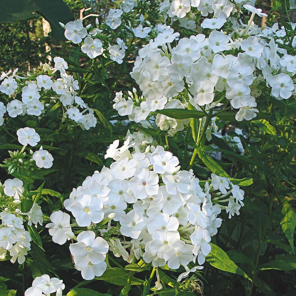 Flioksas 'David' (Phlox paniculata)