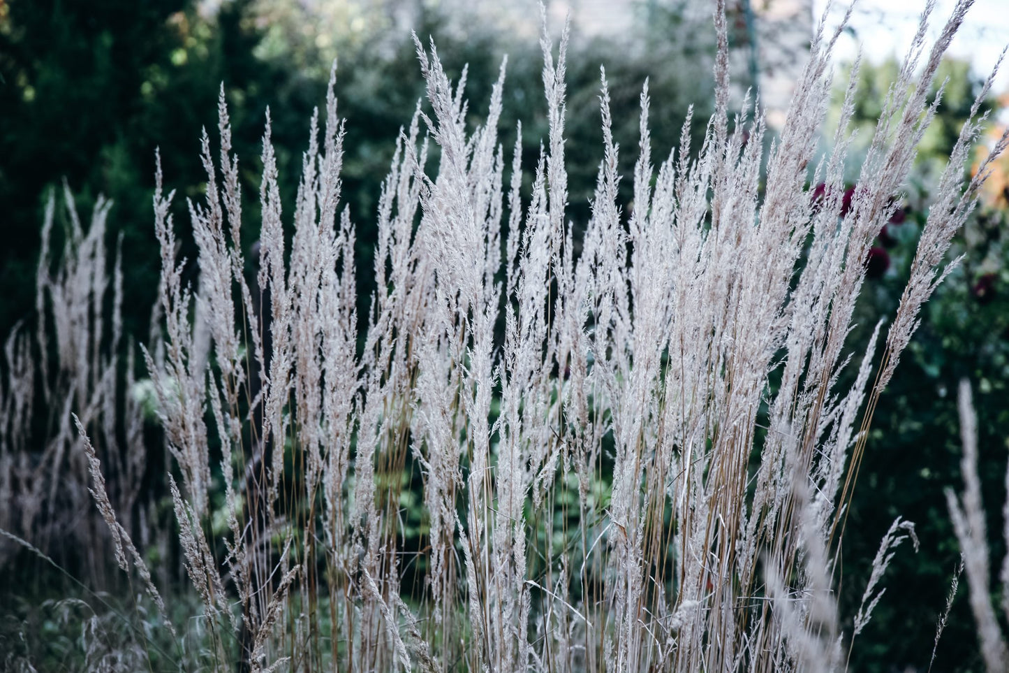 Smaliažiedis lendrūnas 'Karl Foerster'(Calamagrostis acutiflora)