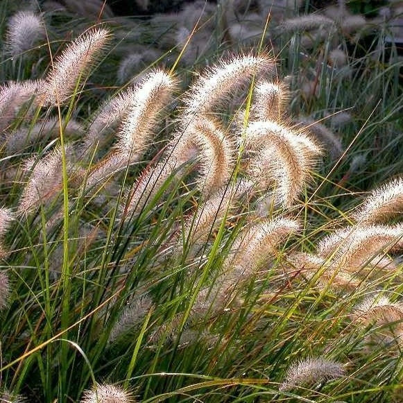 Soruolė pašiaušelinė' Hameln' (Pennisetum alopecuroides)