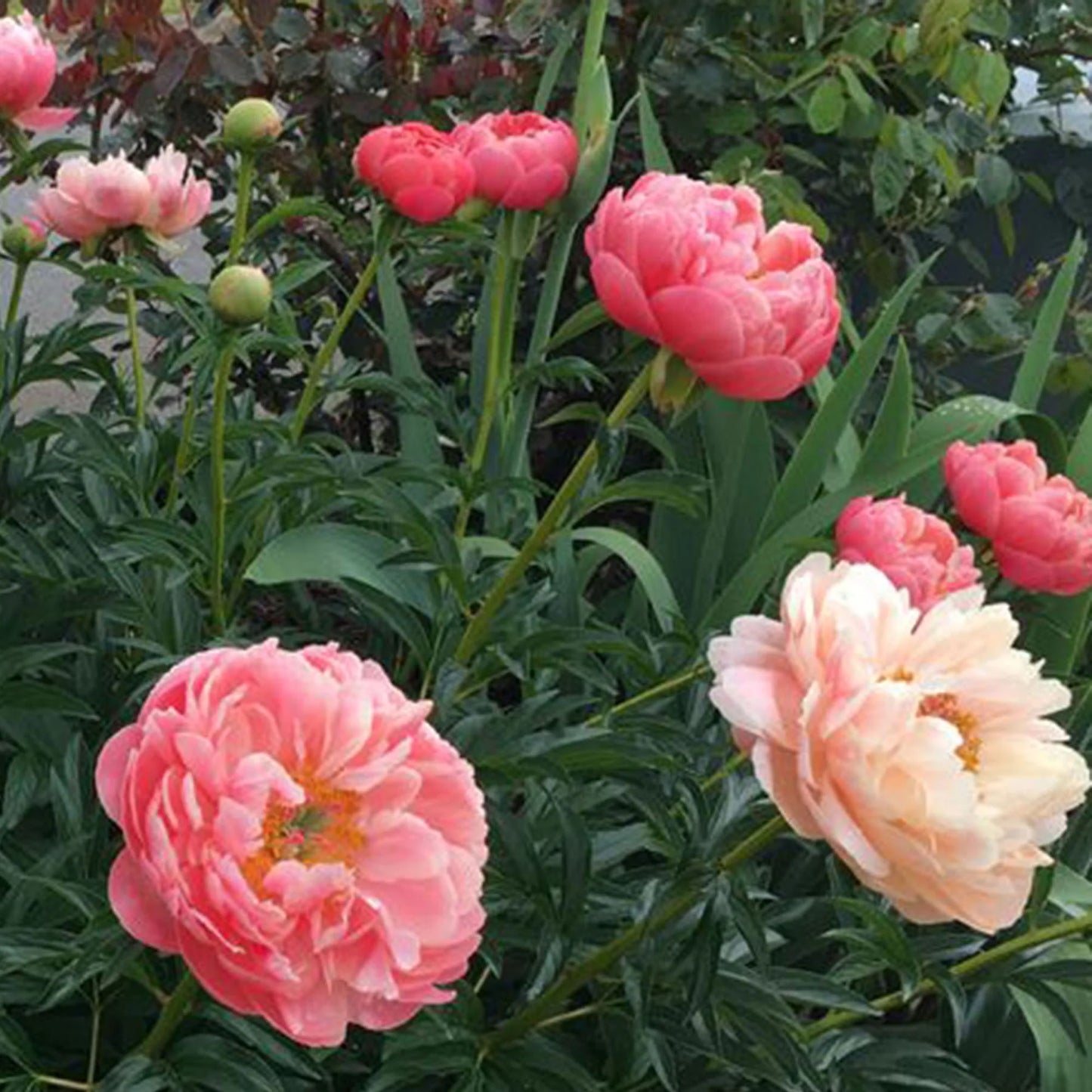 Bijūnas 'Coral Sunset' (Paeonia lactiflora)