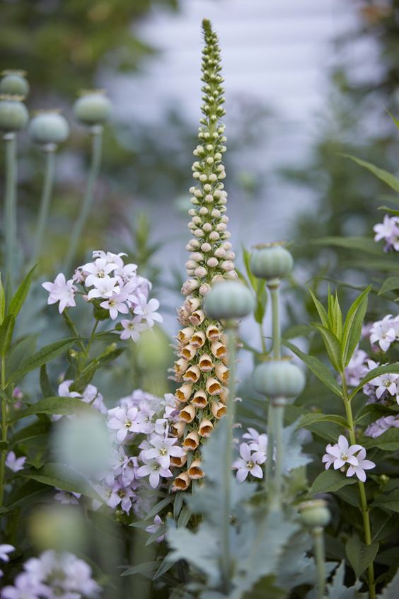 Rūdėtoji rusmenė 'Gigantea' (Digitalis ferruginea)