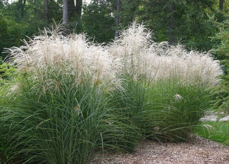 Kininis miskantas 'Graziella' (Miscanthus sinensis)