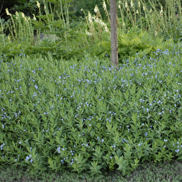 Dirktas 'Blue Ice' (Amsonia)