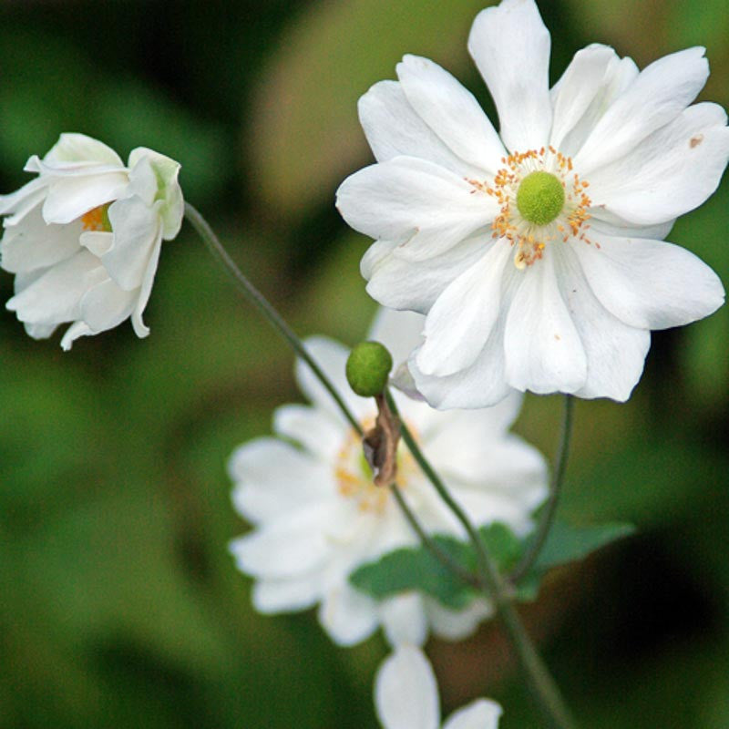 Plukė 'Whirlwind' (Anemone )