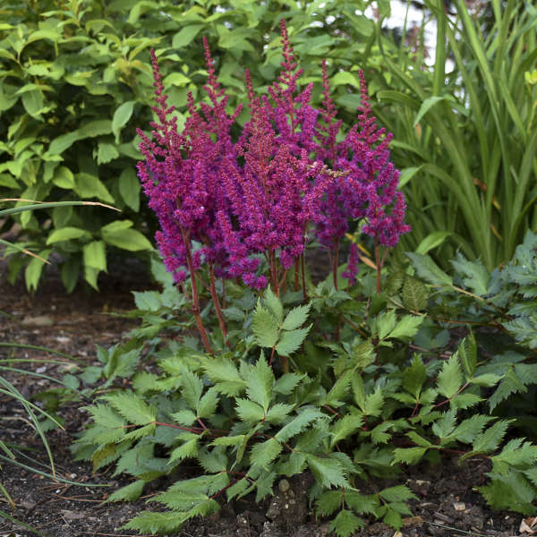 Astilbė 'Vision in Red' (Atilbe chinensis)