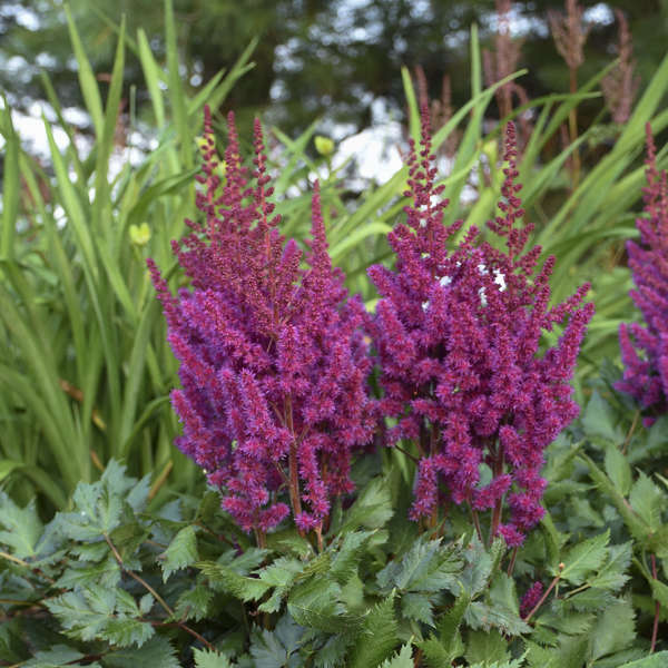 Astilbė 'Vision in Red' (Atilbe chinensis)