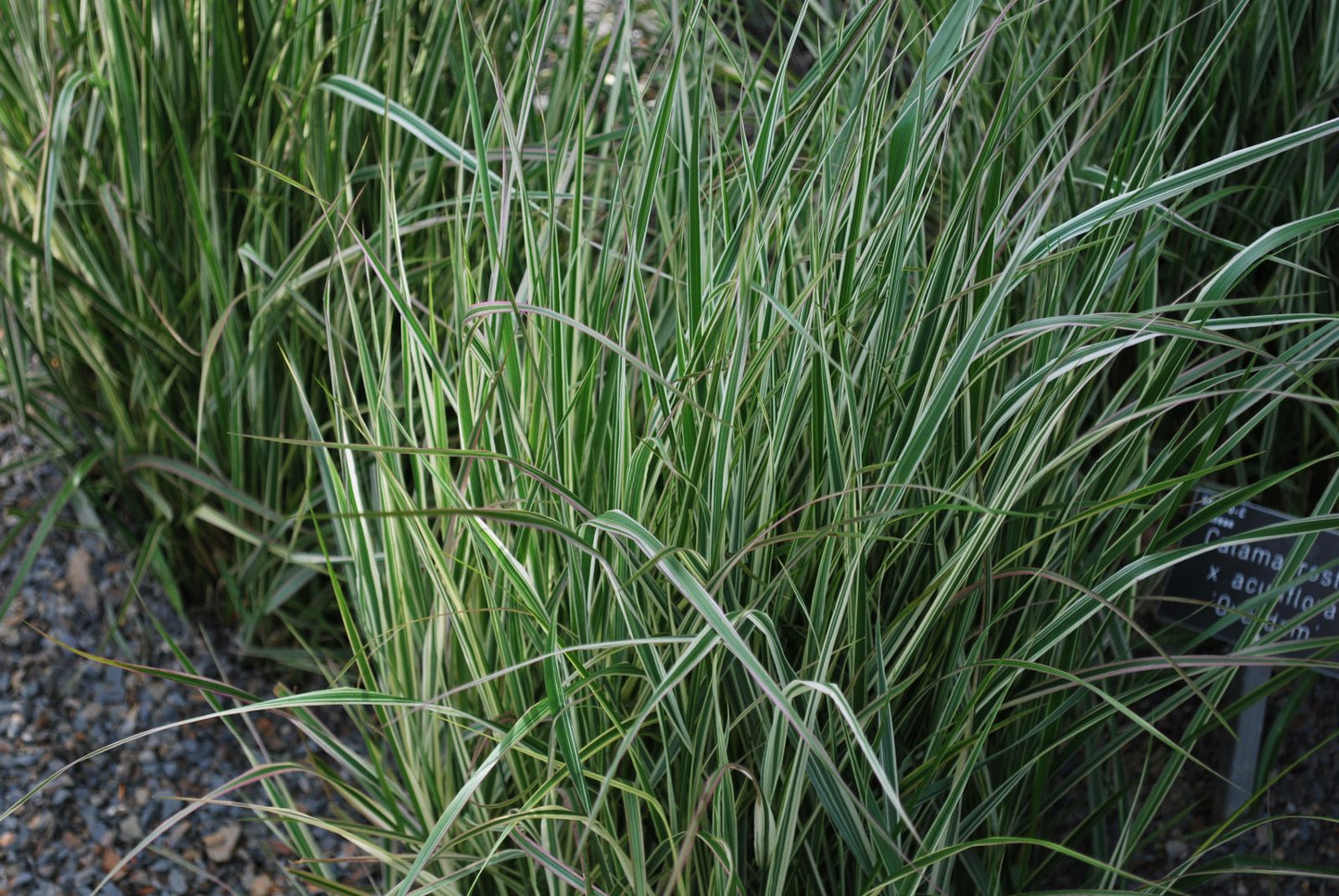 Smailiažiedis lendrūnas 'Overdam'(Calamagrostis acutiflora)