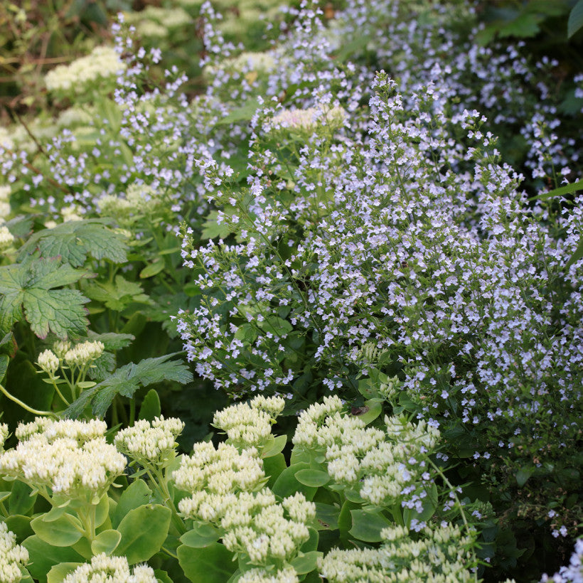 Vaistinė girmėtė 'Blue Cloud' (Calamintha nepeta)