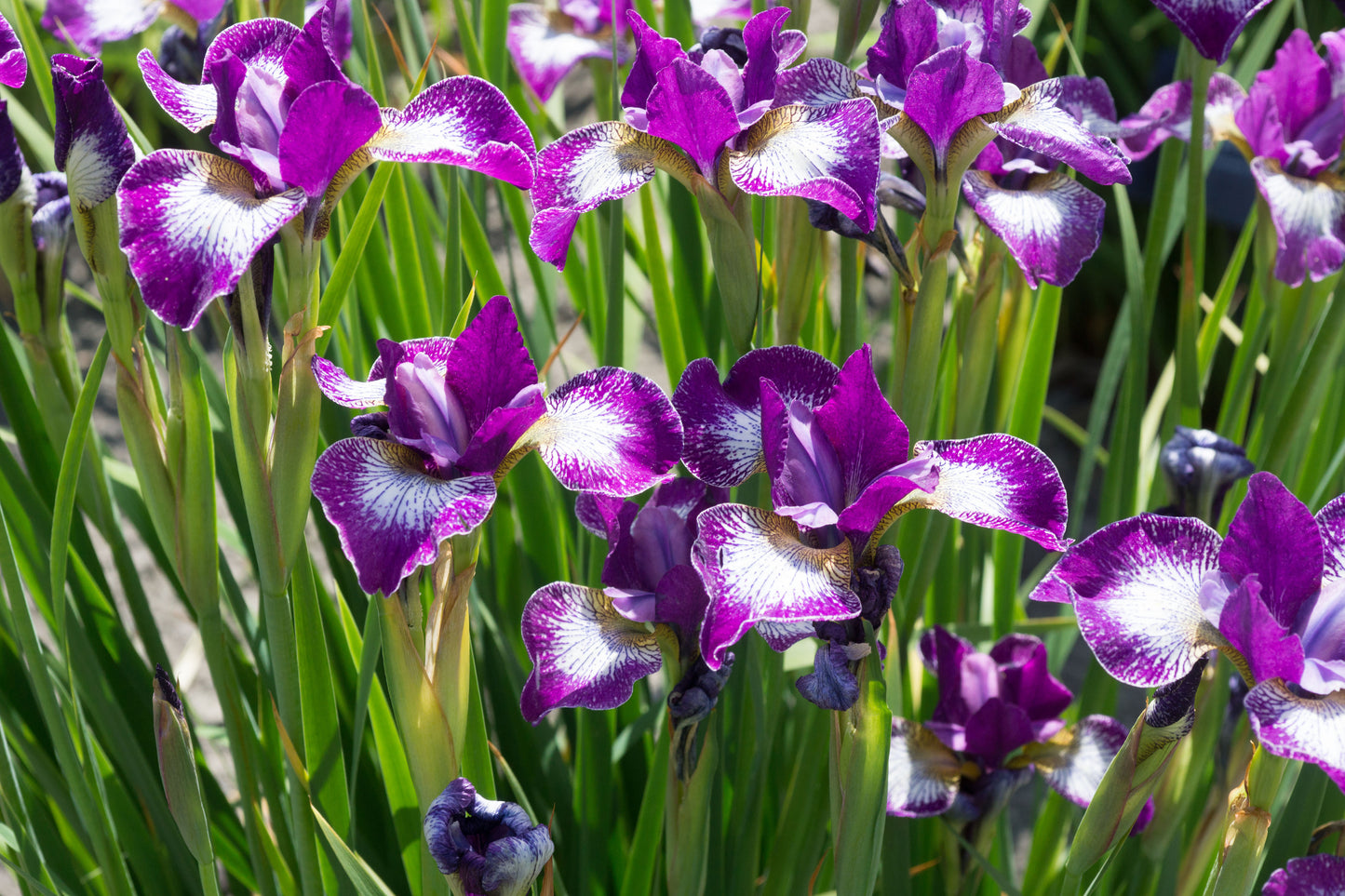 Sibirinis vilkdalgis 'Currier' (Iris sibirica)