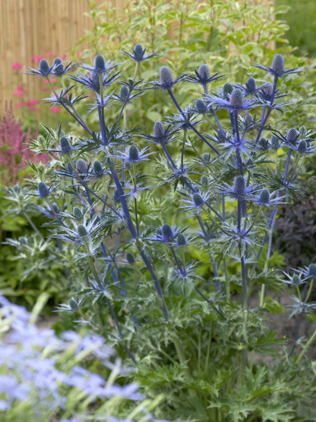 zunda big blue