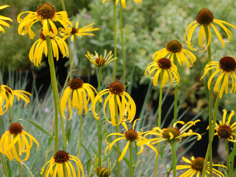 Keistoji ežiuolė (Echinacea paradoxa)