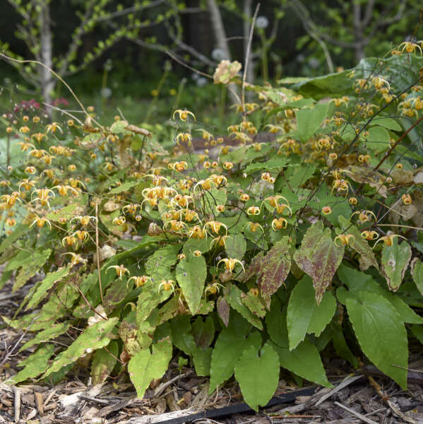 Epimedis 'Amber Queen'(Epimedium)