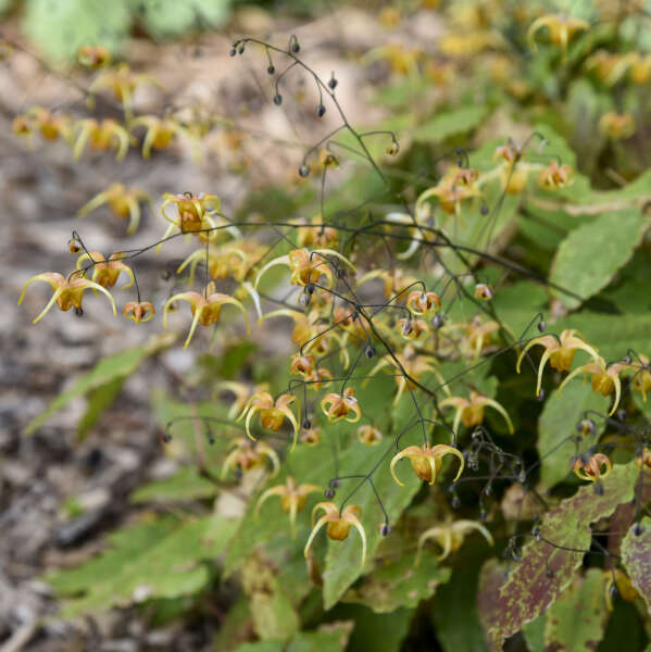 Epimedis 'Amber Queen'(Epimedium)