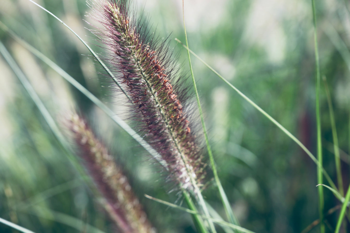 Soruolė pašiaušelinė 'Viridescens' (Pennisetum alopecuroides)