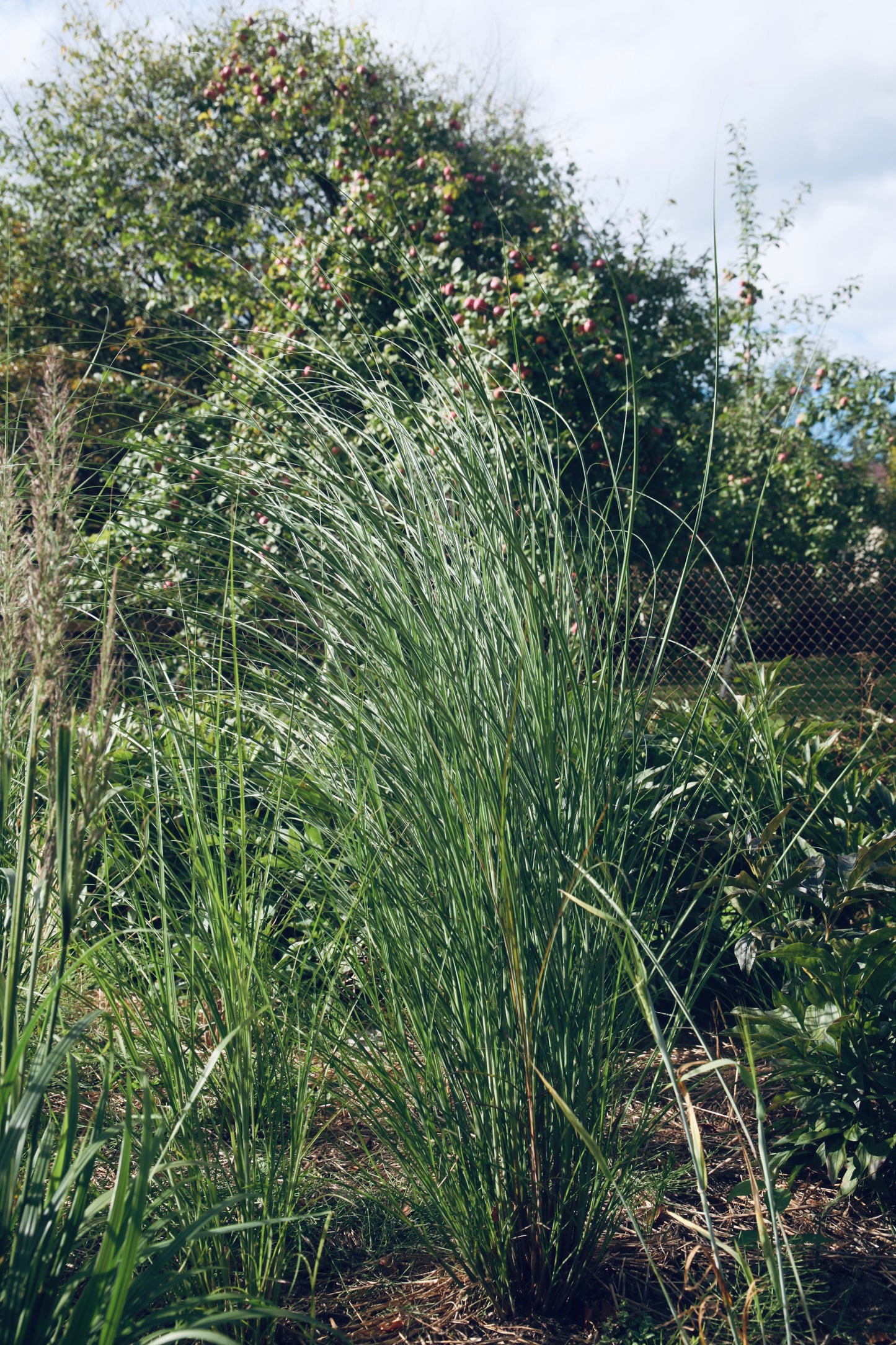 Kininis miskantas'Gracillimus' (Miscanthus sinensis)