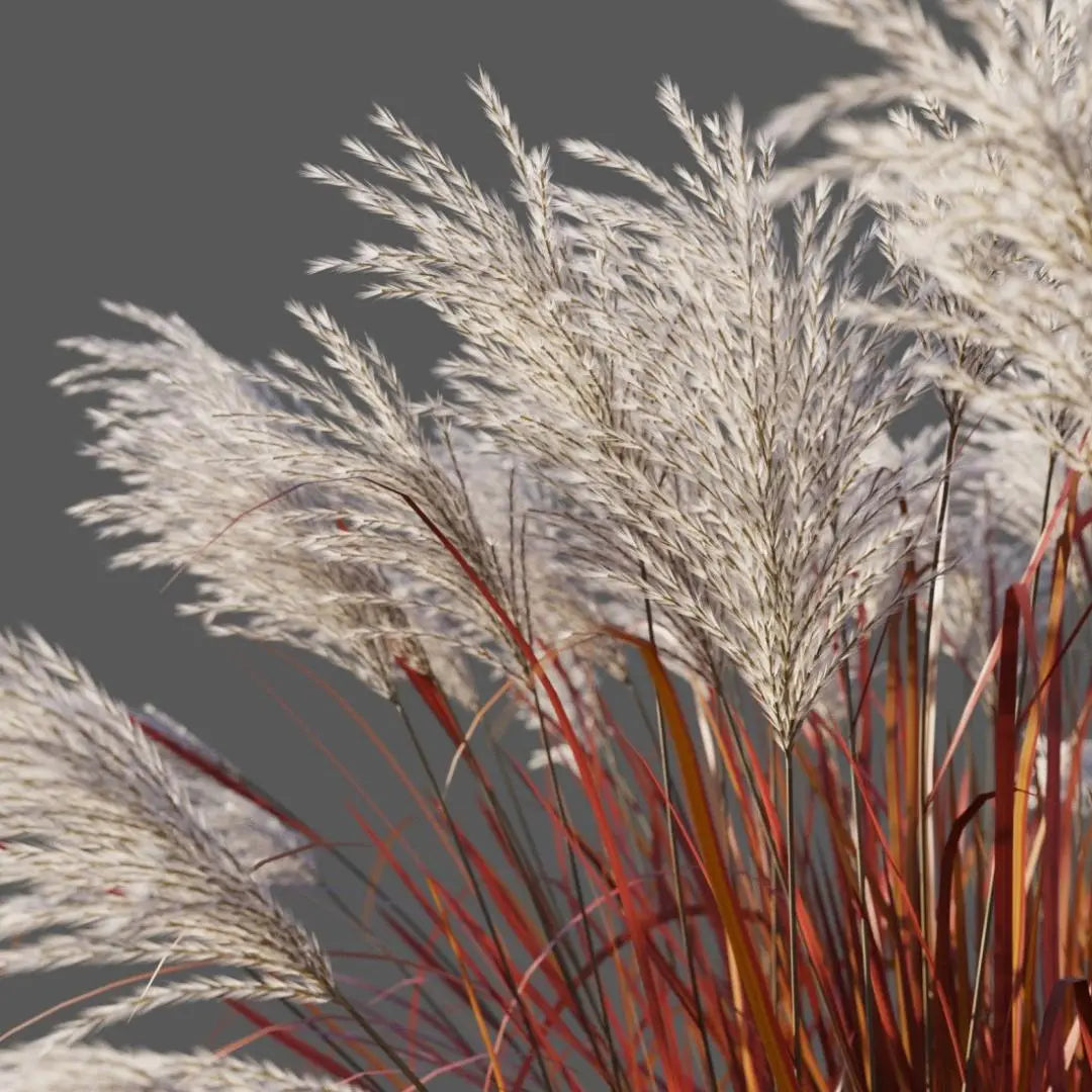Kininis miskantas 'Ghana'(Miscanthus sinensis)