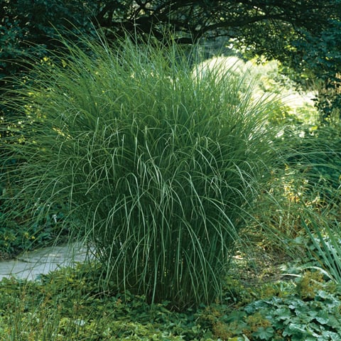 Kininis miskantas'Gracillimus' (Miscanthus sinensis)