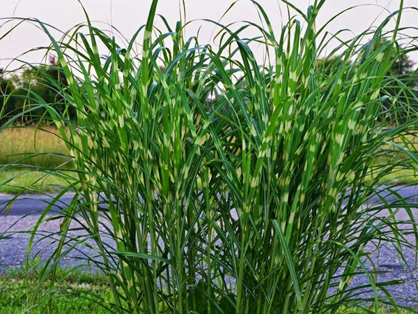 Kininis miskantas 'Strictus' (Miscanthus sinensis)