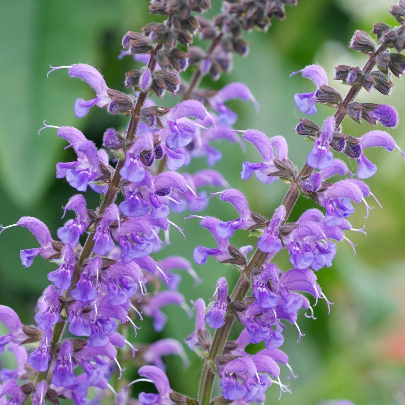 Pievinis šalavijas 'Rhapsody in Blue' (Salvia pratensis)