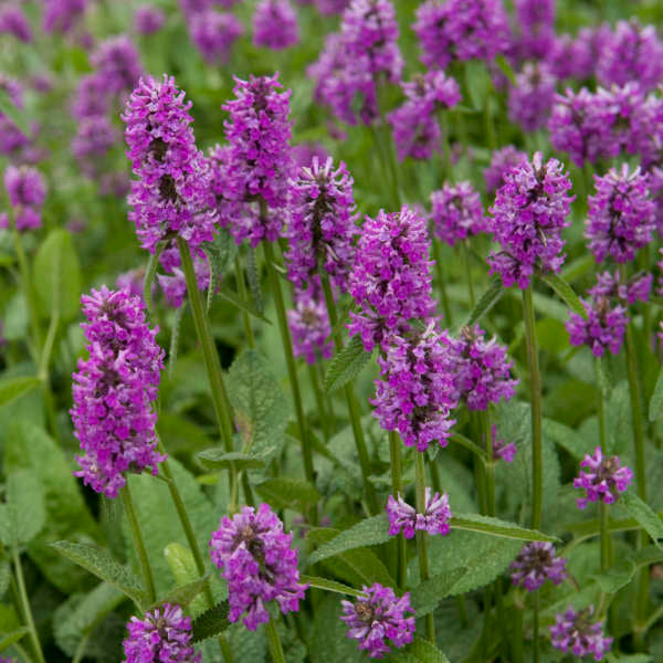 Notra 'Hummelo' (Stachys)