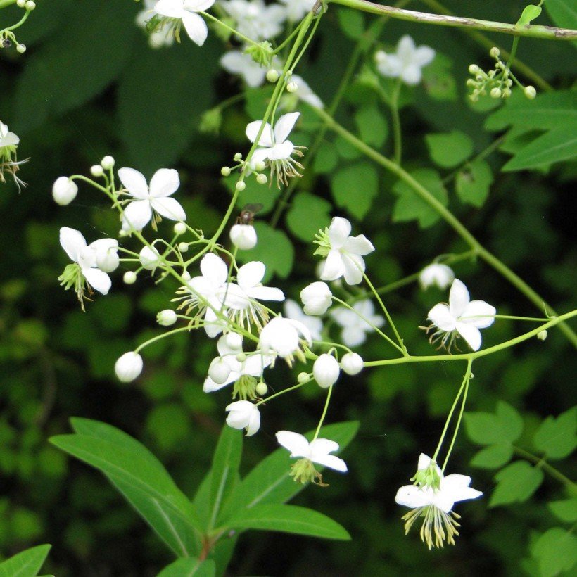 Sparnuotasis vingiris'Splendide White'(Thalictrum delavayi)