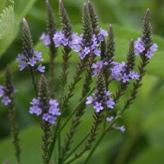 Strėlialapė verbena (Verbena hastata)