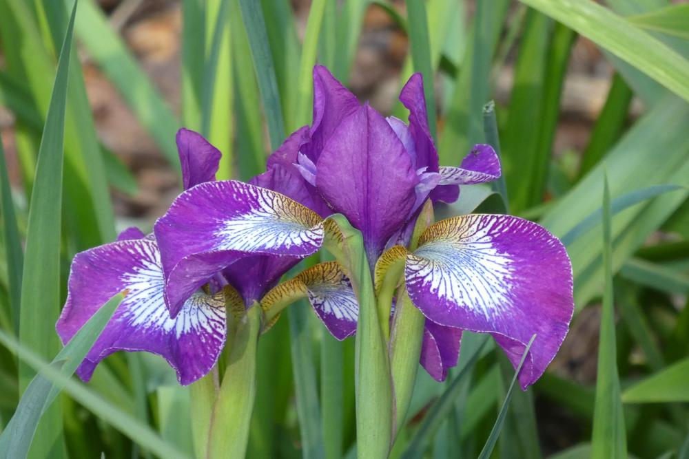 Sibirinis vilkdalgis 'Currier' (Iris sibirica)