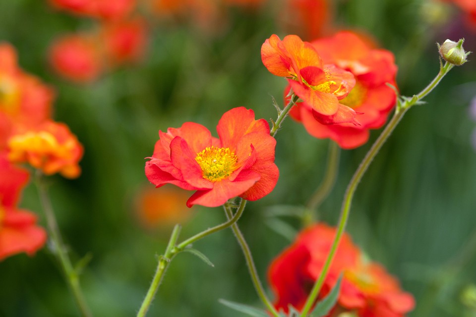 Žiognagė 'Scarlet Tempest' (Geum)