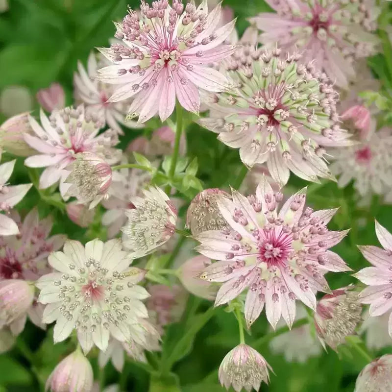 Didžioji astrantija'Florence'(Astrantia major)