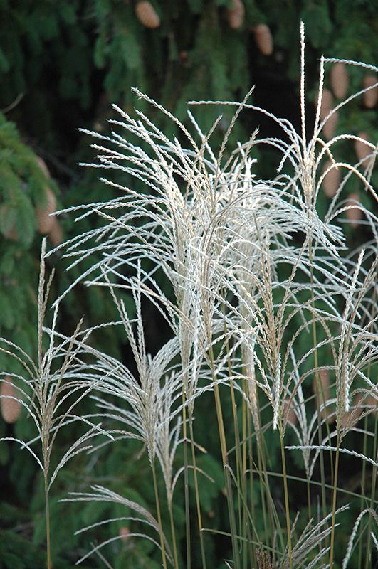 Kininis miskantas 'Graziella' (Miscanthus sinensis)