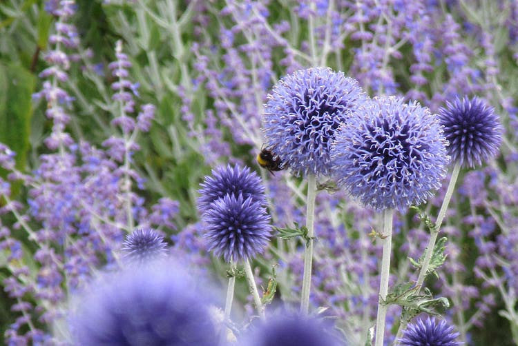 Bandrenis 'Veitch's blue'(Echinops)