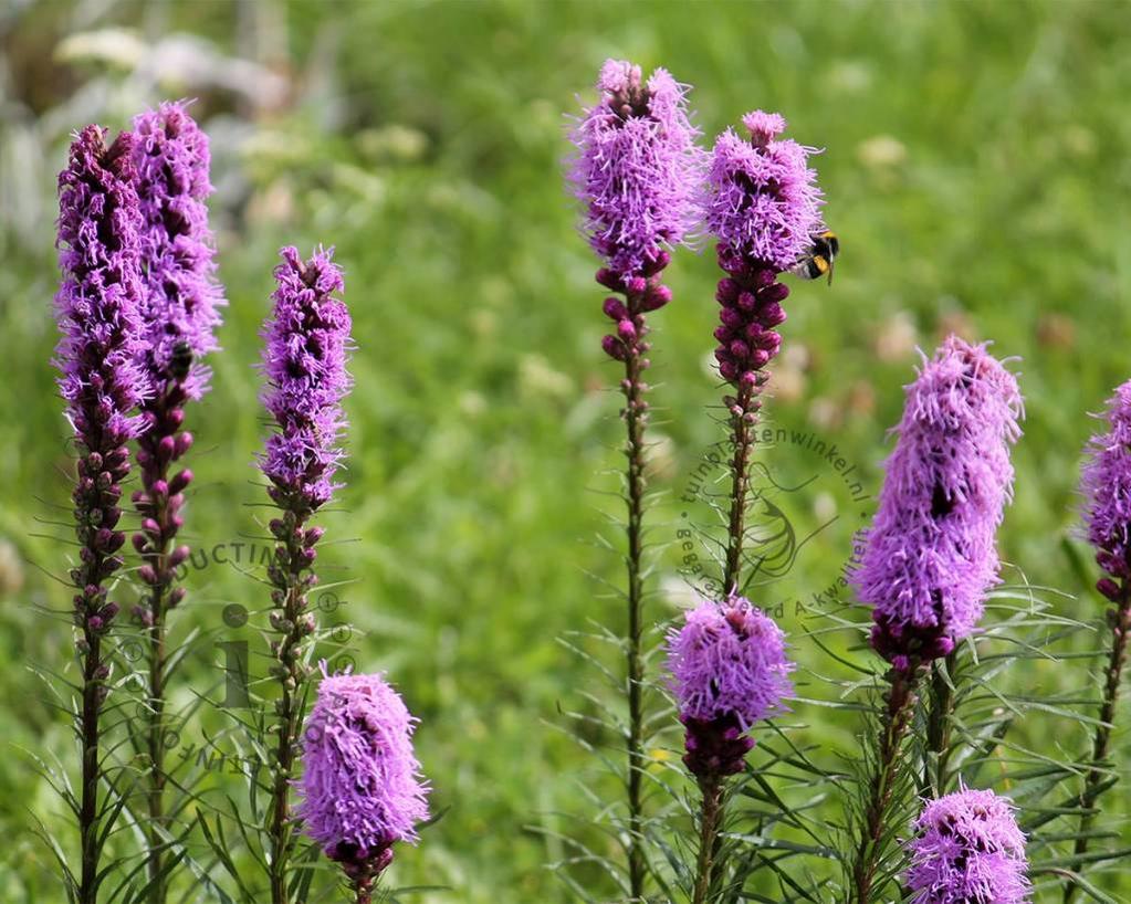 Varpotasis liatris 'Floristan Violet' (Liatris spicata)
