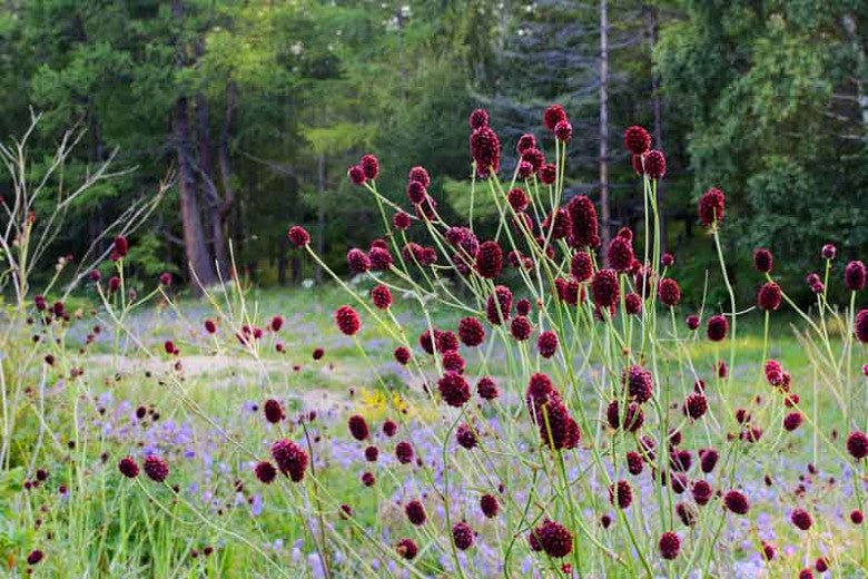 Vaistinė kraujalakė (Sanguisorba officinalis)