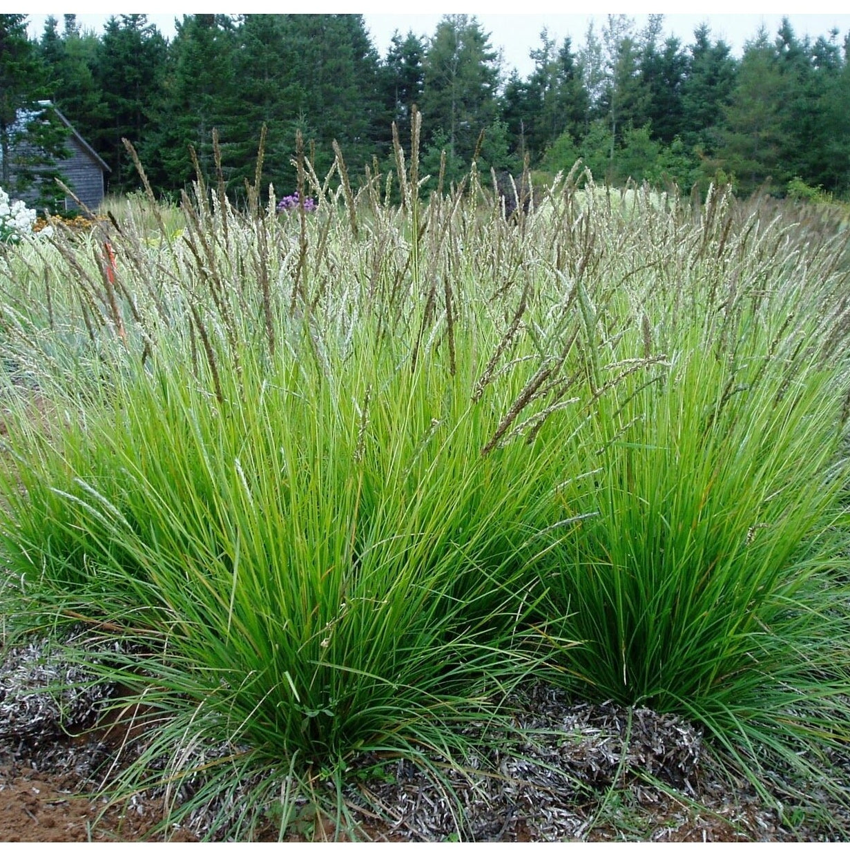 Rudeninis mėlitas (Sesleria autumnalis)