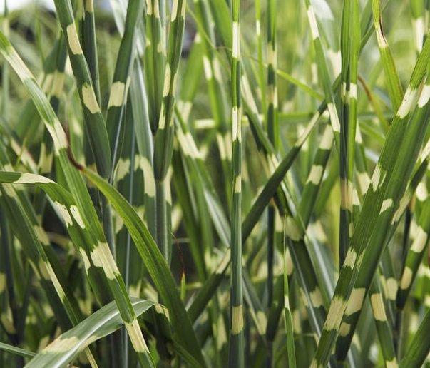 Kininis miskantas 'Strictus' (Miscanthus sinensis)