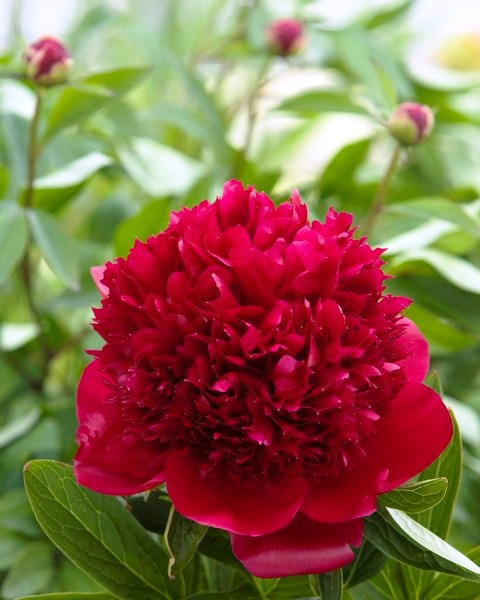 Bijūnas 'Red Charm' (Paeonia lactiflora)
