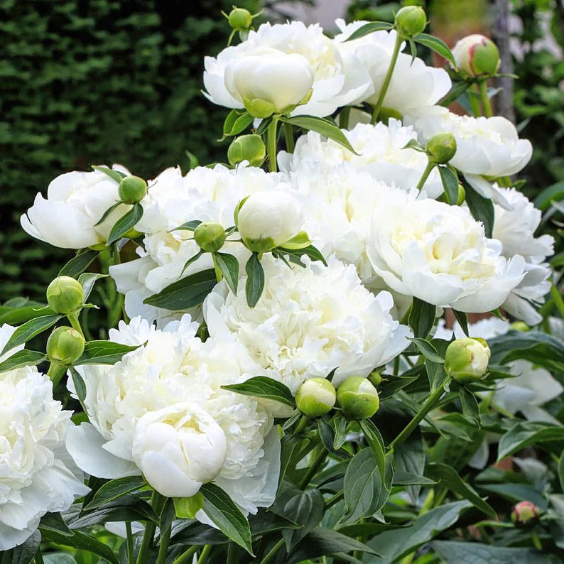 Bijūnas 'Douchesse de Nemours' (Paeonia lactiflora)