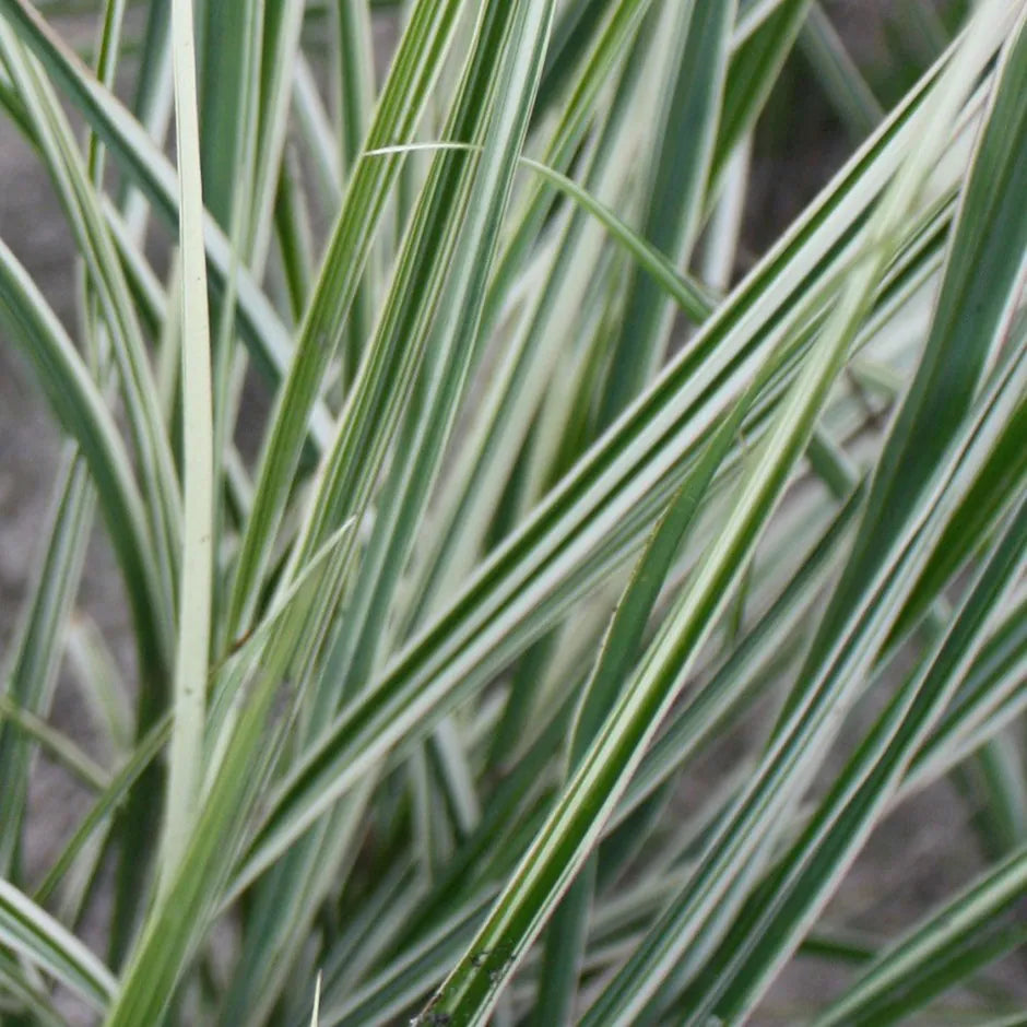 Smailiažiedis lendrūnas 'Overdam'(Calamagrostis acutiflora)