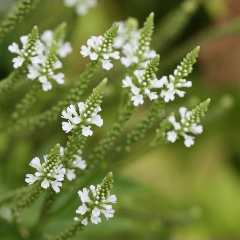 Strėlialapė verbena 'Alba' (Verbena hastata)