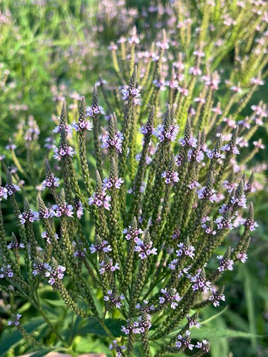 Strėlialapė verbena 'Pink Spires' (Verbena hastata)