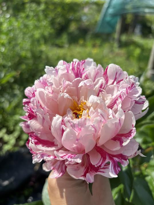 Bijūnas 'Candy Stripes' (Paeonia lactiflora)