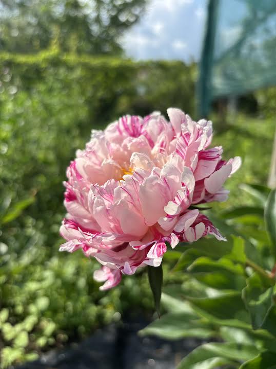 Bijūnas 'Candy Stripes' (Paeonia lactiflora)