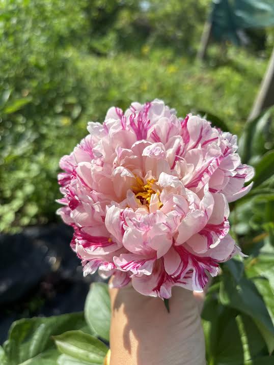 Bijūnas 'Candy Stripes' (Paeonia lactiflora)